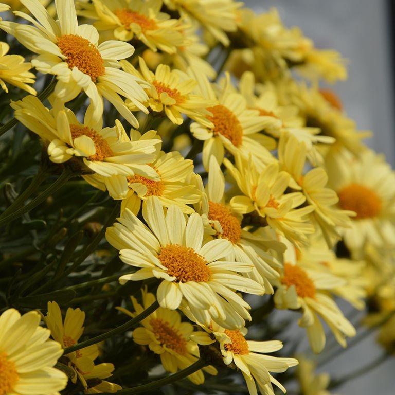 Argyranthemum 'Vanilla Latte' (P)