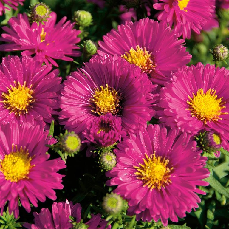 Aster Autumn Jewels 'Granat' (VR)