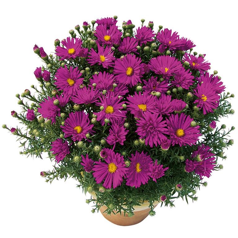 Aster Autumn Jewels 'Purple Diamond' (VR)