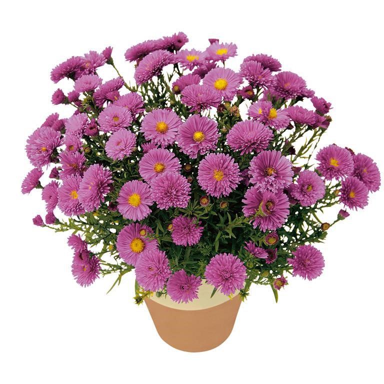 Aster Autumn Jewels 'Rose Crystal' (VR)