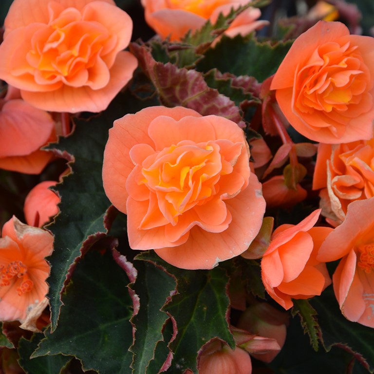 Begonia Bellissa 'Flame' (P)