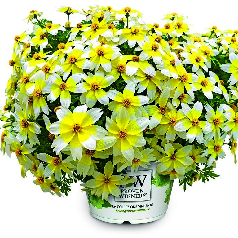 bidens-electric-white-p