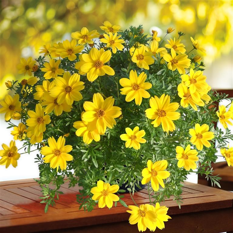 Bidens 'Rockstar' (P)