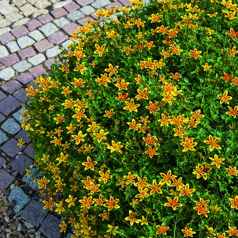 Bidens 'Tiger Bee' (P)