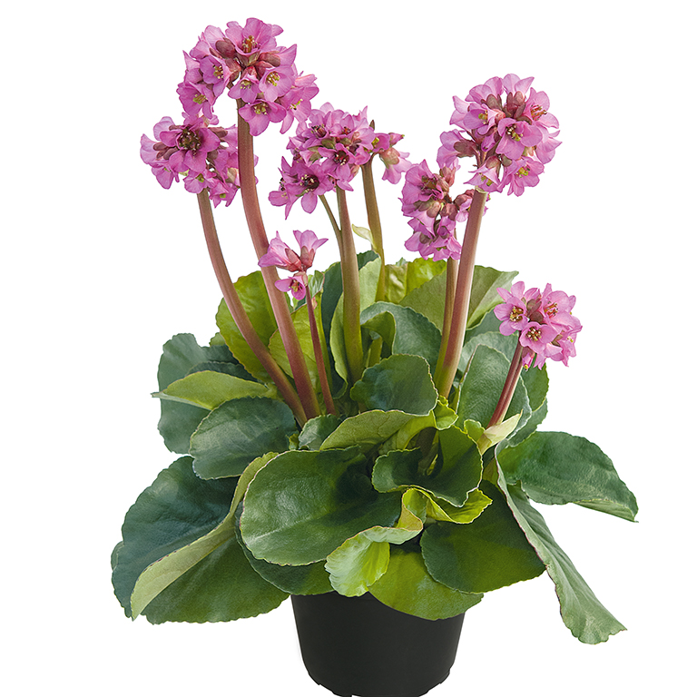 Bergenia 'Night Crystal' (P)