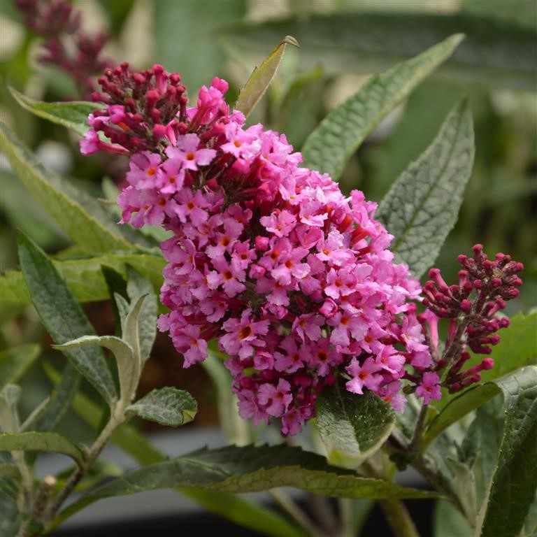 Buddleja Buzz 'Candy Pink' (P)