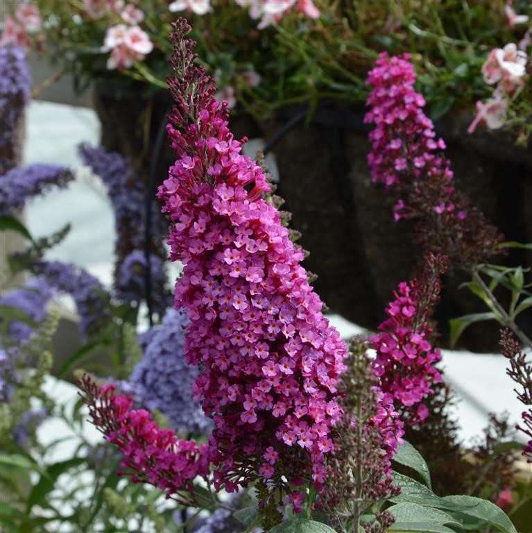 Buddleja Buzz 'Hot Raspberry' (P)