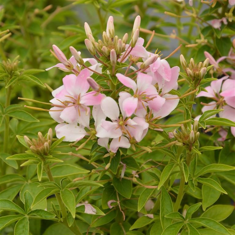 Cleome 'Senorita Carolina' (P)