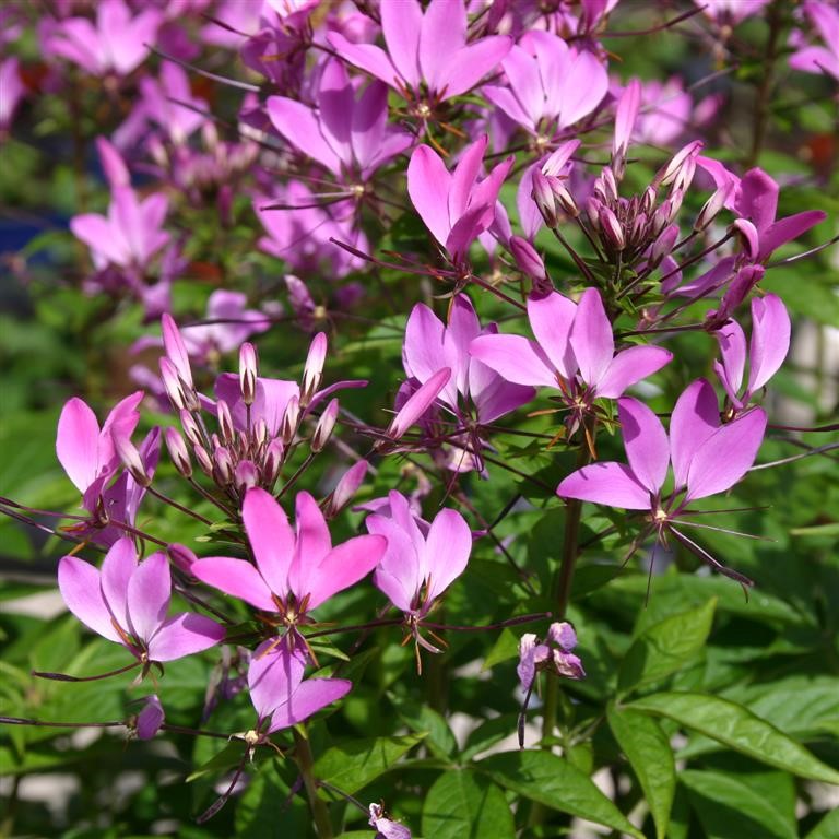 Cleome 'Senorita Rosalita' (P)