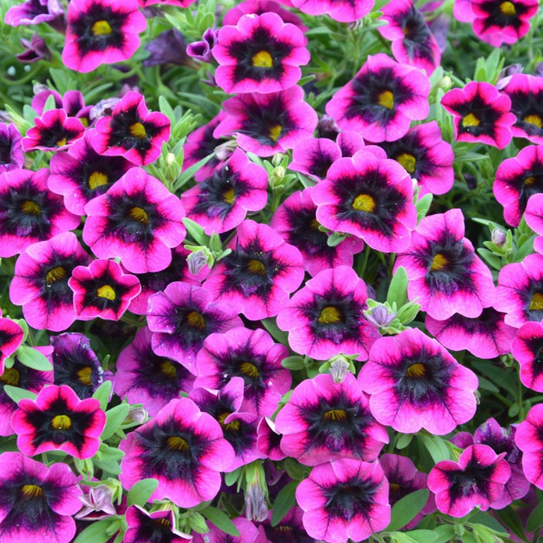 Calibrachoa Superbells 'Blackcurrant Punch' (P)