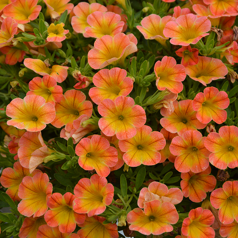 Calibrachoa Superbells� 'Honey Peach' (P)