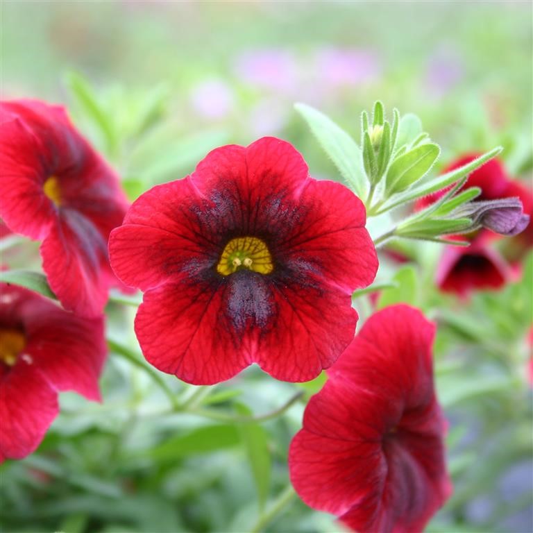 Calibrachoa Superbells 'Pomegranate Punch' (P)