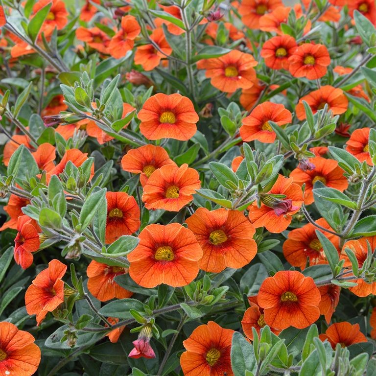 Calibrachoa Superbells Unique 'Orange' (P)