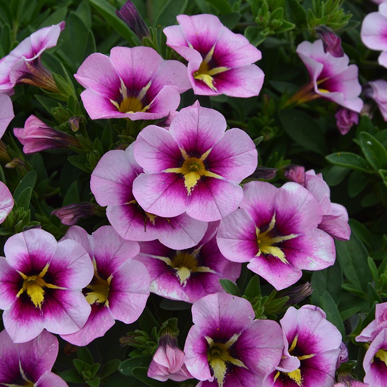 Calibrachoa Superbells Unique 'Orchid Star' (P)