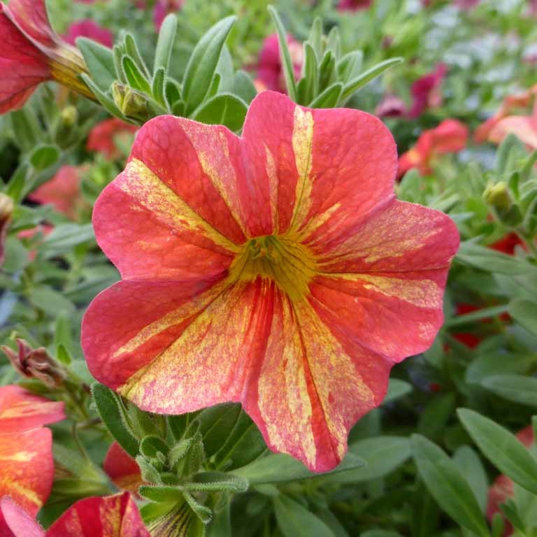 Calibrachoa Superbells Unique 'Tropical Sunrise' (P)