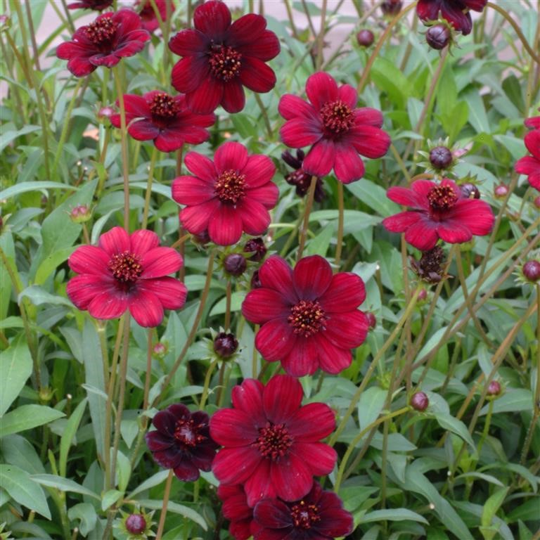 Cosmos astrosanguineus 'Chocamocha' (P)
