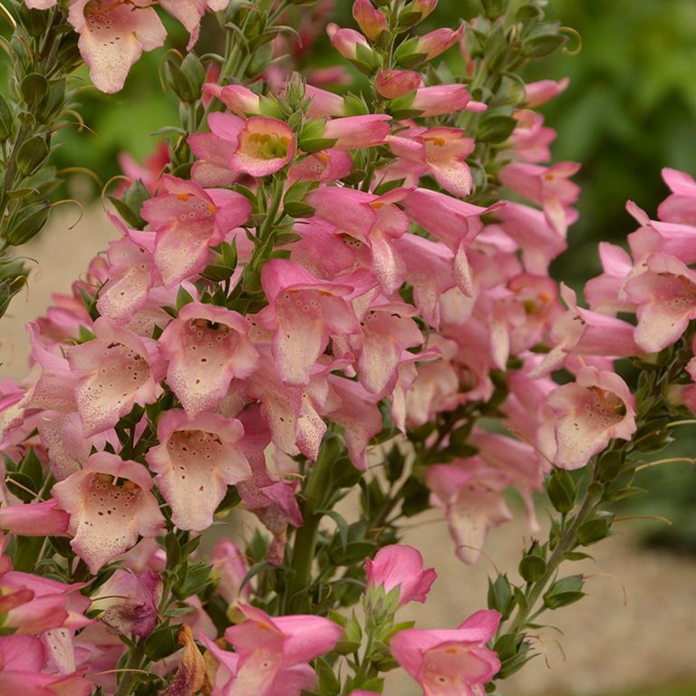 Digitalis 'Berry Canary' (P)