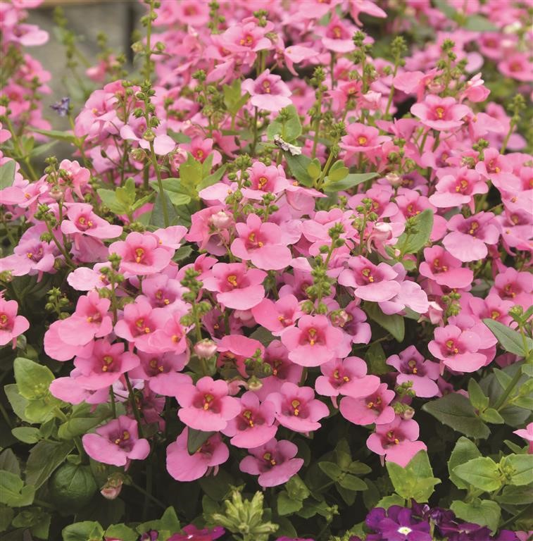 Diascia Breezee Plus 'Pink' (P)