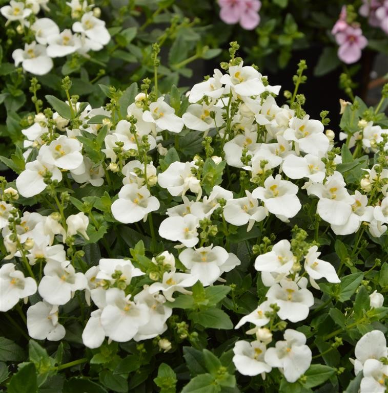 Diascia Breezee Plus 'White' (P)