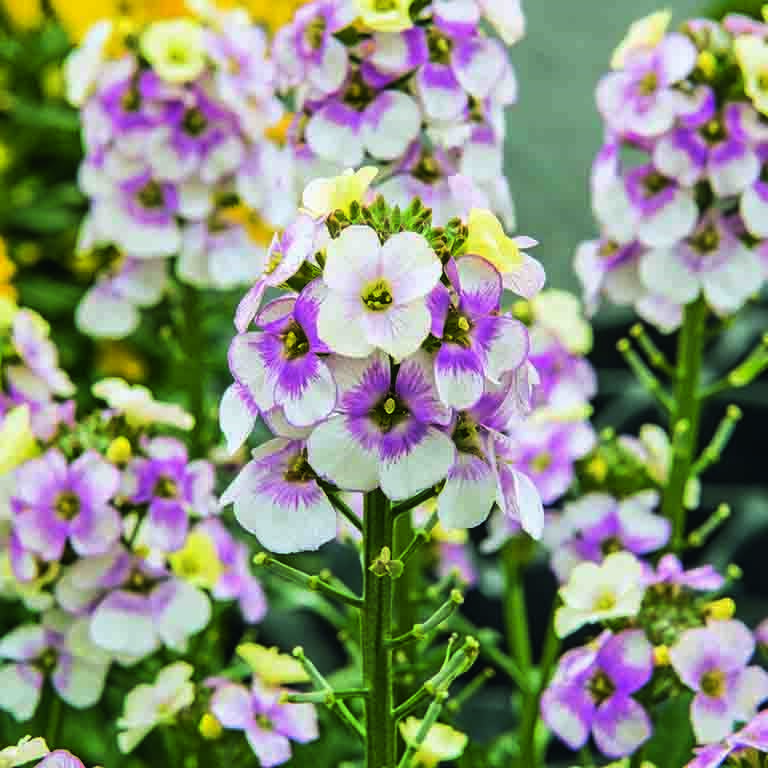 Erysimum 'Winter Charme' (P)