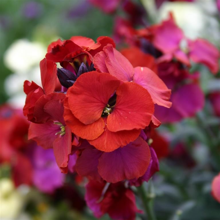 Erysimum 'Winter Passion' (P)