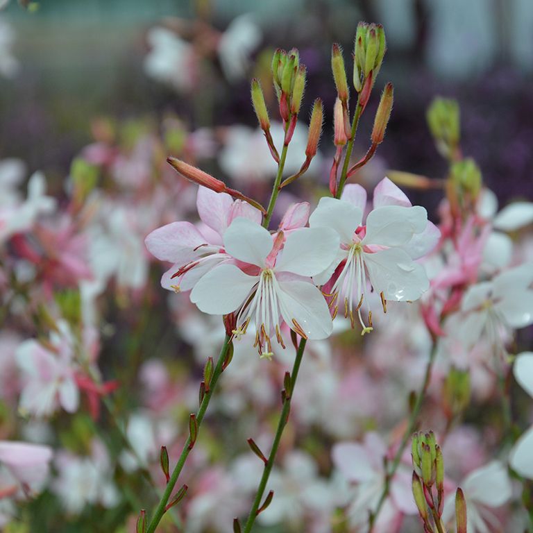 Gaura 'Flamingo Snow' (P)