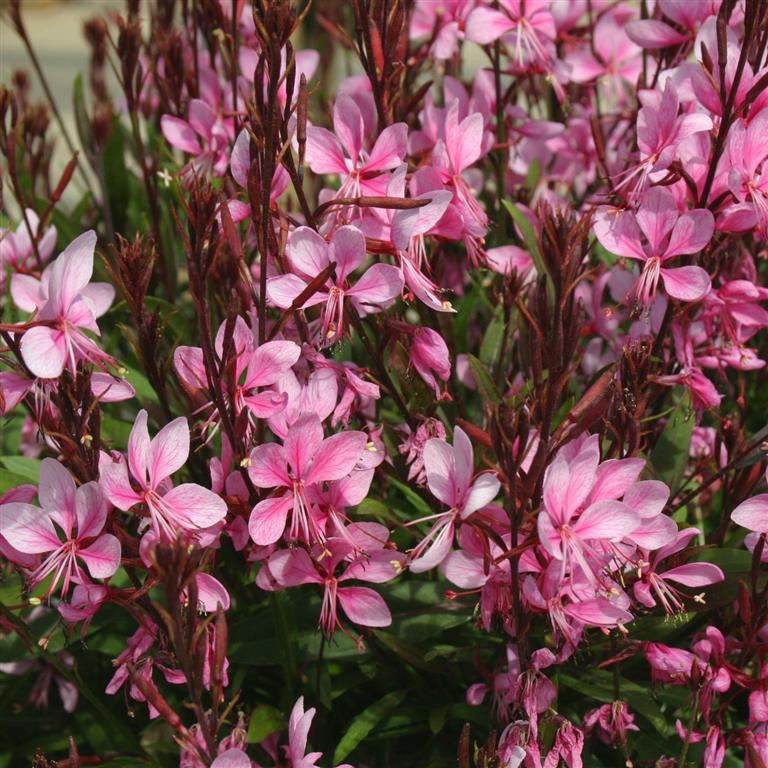 Gaura 'Lillipop Pink' (P)