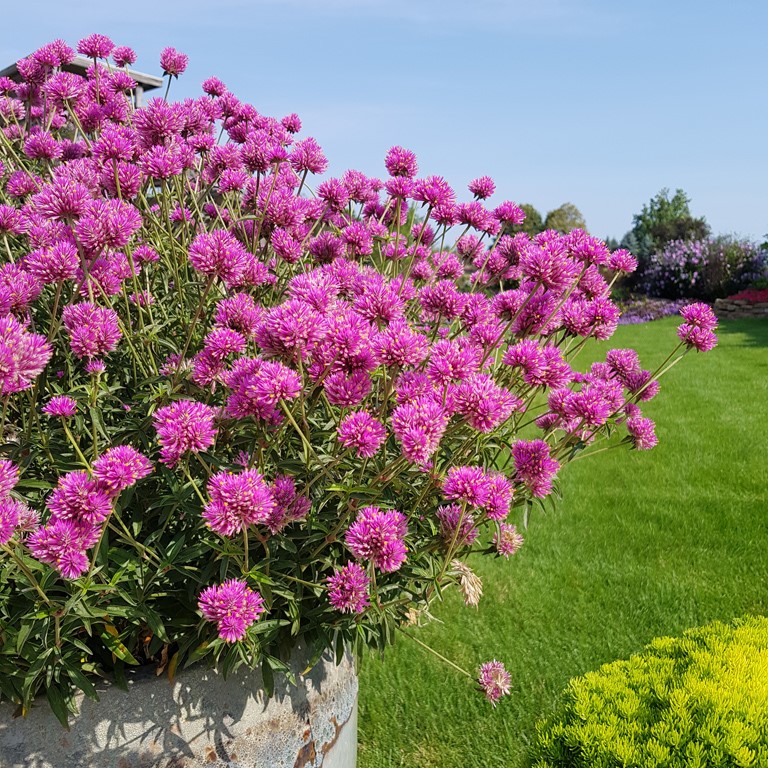 Gomphrena 'Truffula Pink' (P) 2026
