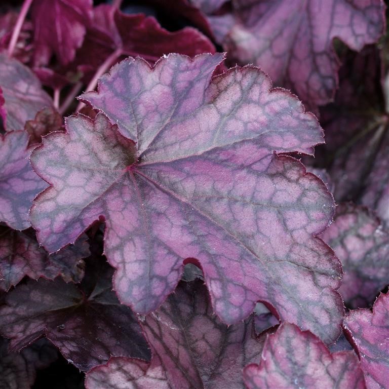 Heuchera 'Blackberry Jam' (VR)