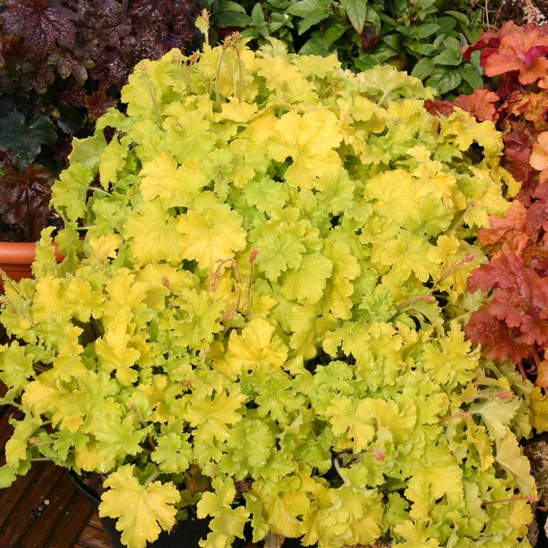 Heuchera 'Key Lime Pie' (P)