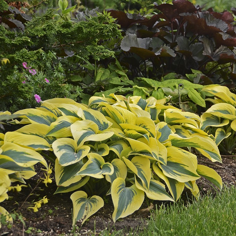 Hosta Shadowland 'Autumn Frost' (P)