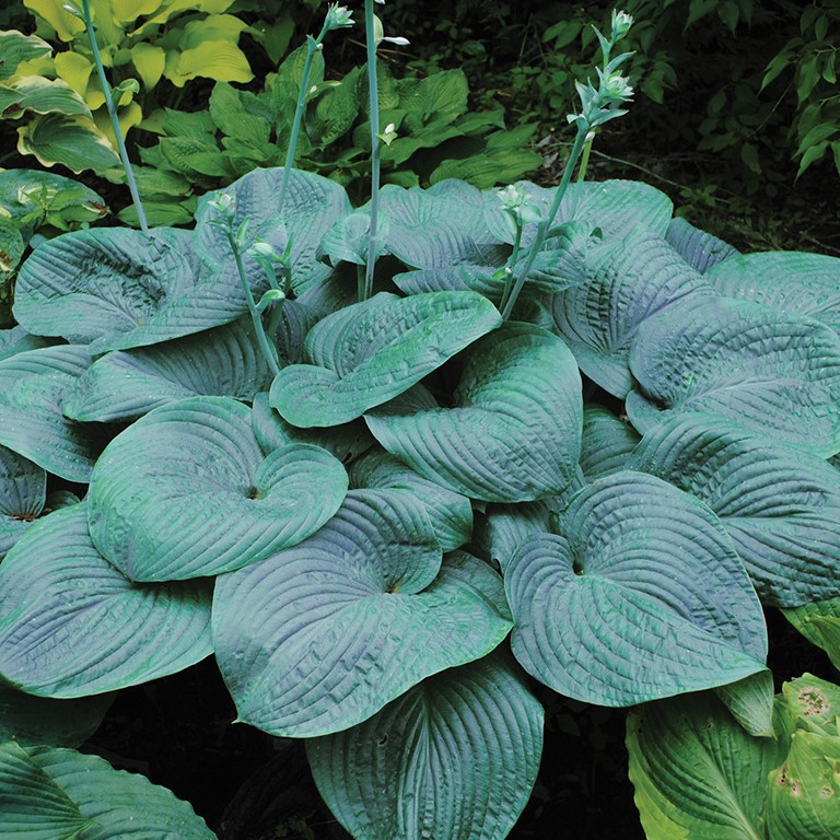 Hosta Shadowland 'Humpback Whale' (VR)