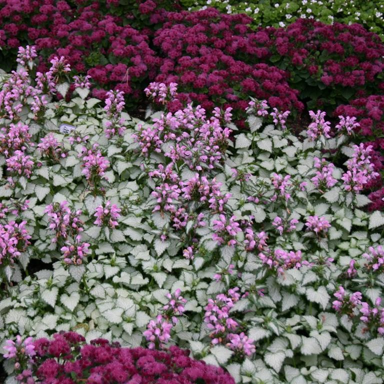 Lamium maculatum 'Pink Chablis' (P)