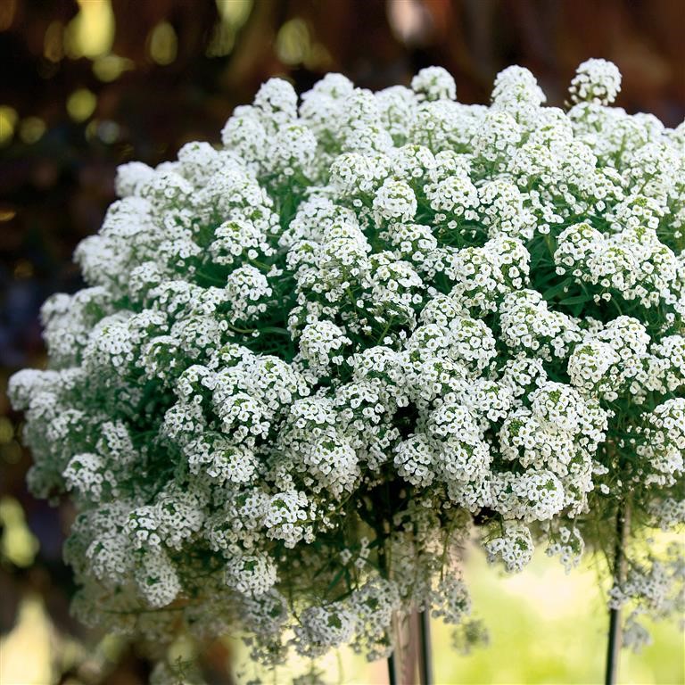 Lobularia 'Snow Princess' (P)