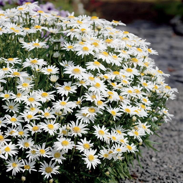 Leucanthemum 'Angel' (VR)