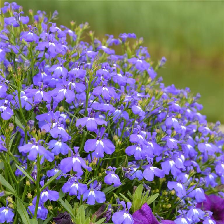 Lobelia Lobelix 'Blue' (P)