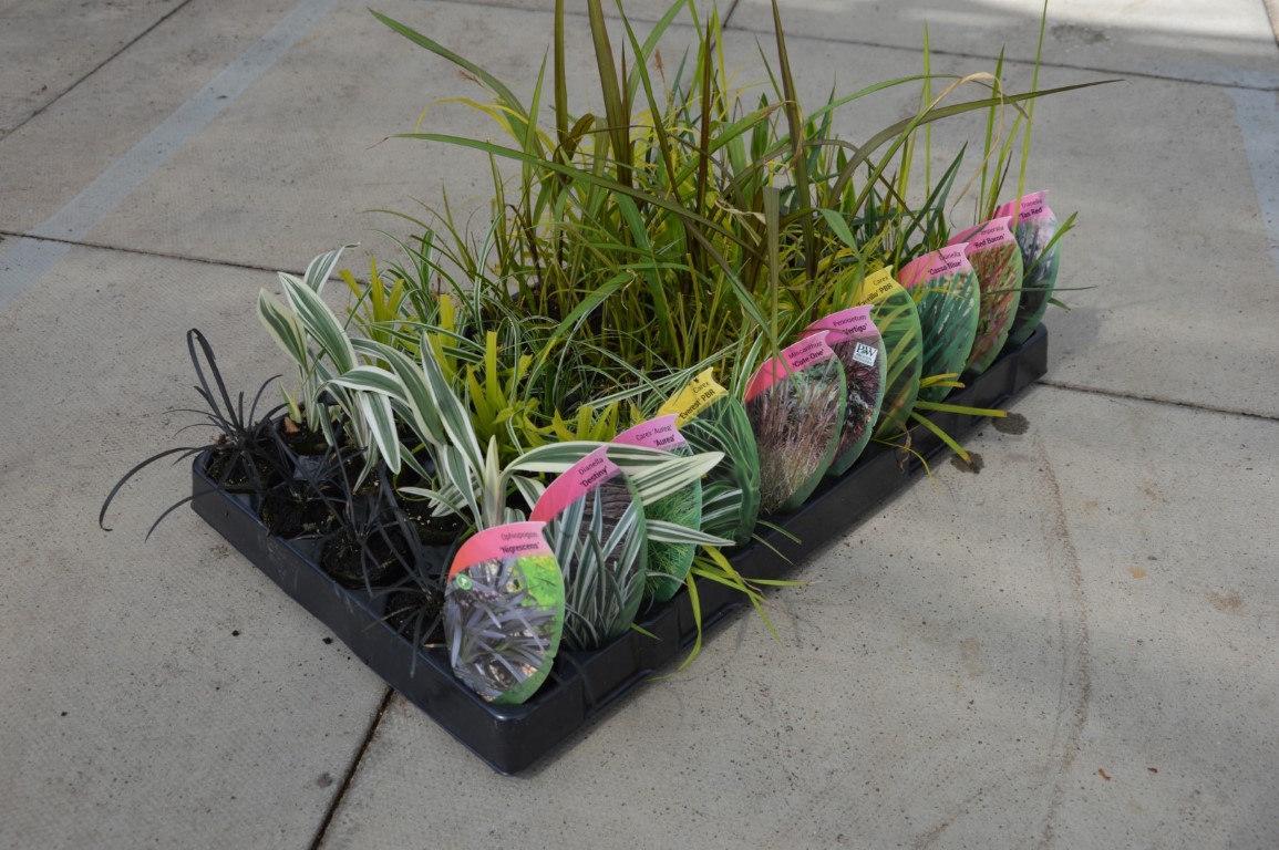 Glorious Grasses