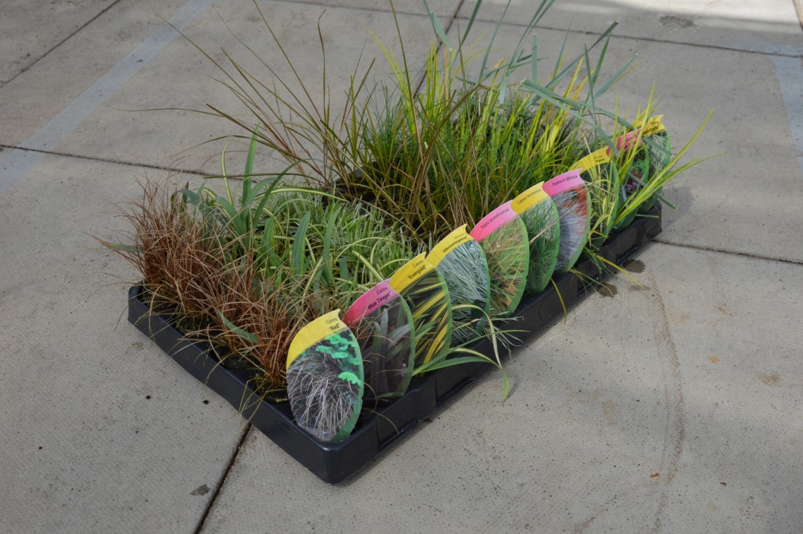 Graceful Grasses