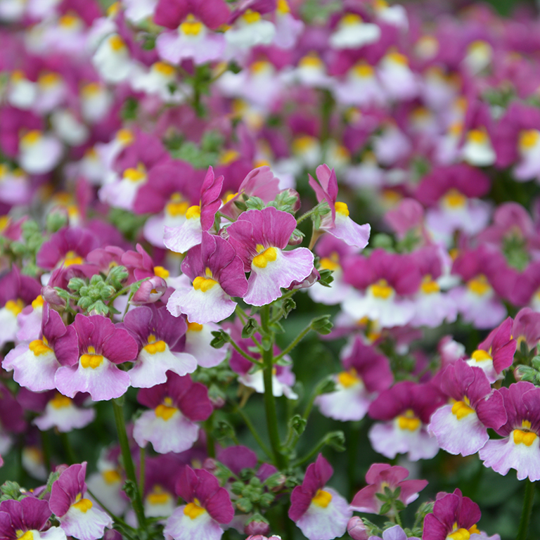 Nemesia Fairy Kisses 'Cassis' (P)