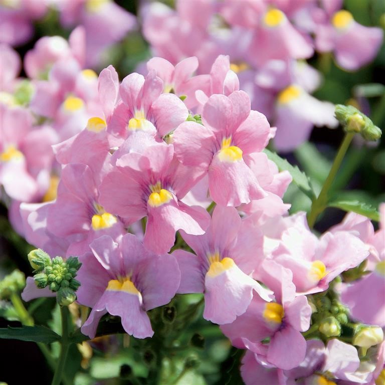 Nemesia Karoo 'Pink' (VR) Imp.