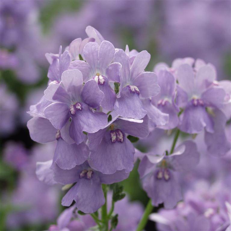 Nemesia Karoo 'Soft Blue' (VR)