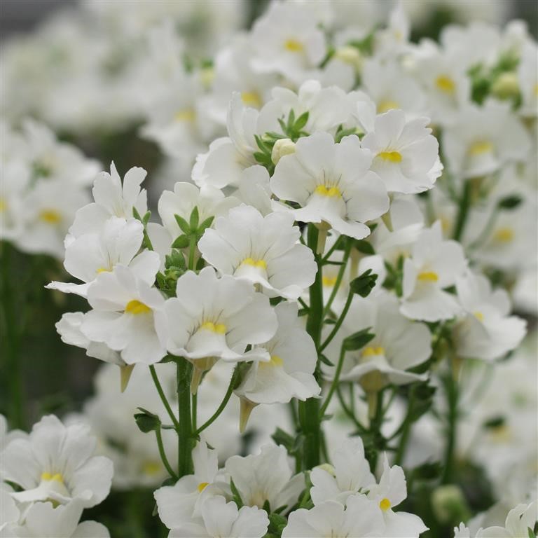 Nemesia Karoo 'White' (P)