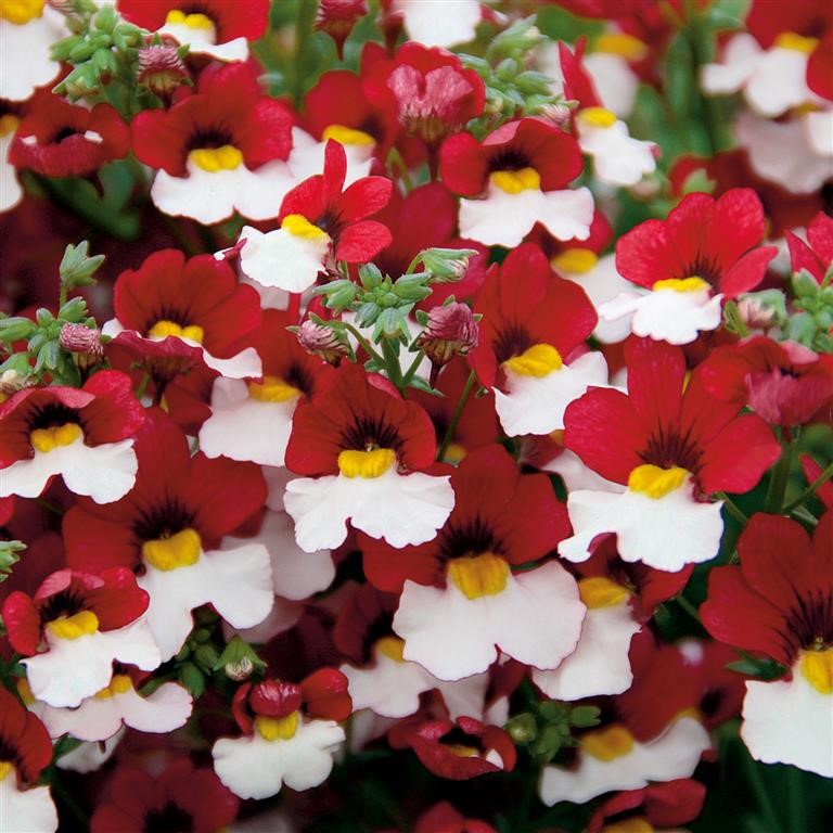 Nemesia Sunsatia Plus 'Cherry on Ice' (P)