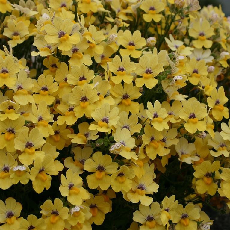 Nemesia Sunsatia Plus 'Little Banana' (P)