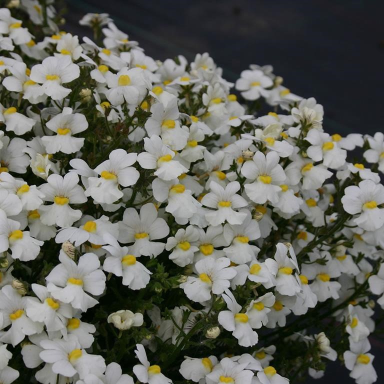 Nemesia Sunsatia Plus� 'Little Coco' (VR)