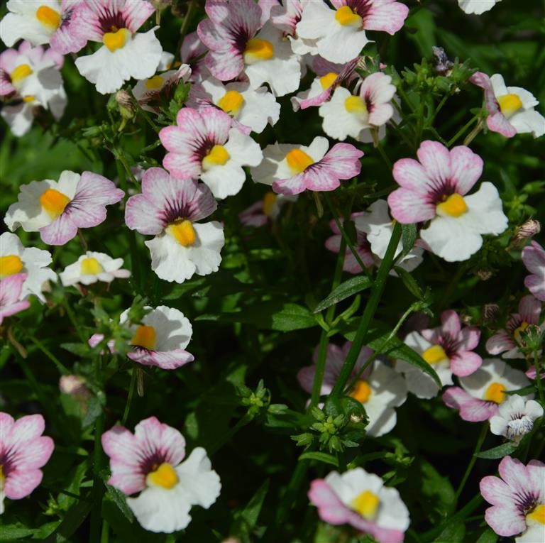 Nemesia Sunsatia Plus 'Lychee' (P)