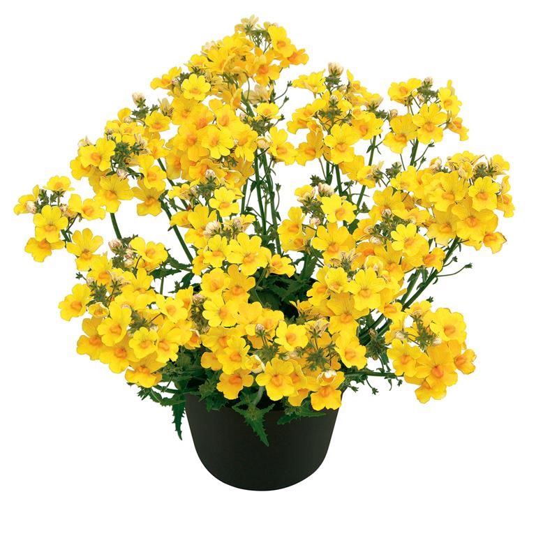 Nemesia Sunsatia Plus 'Pomelo' (P)