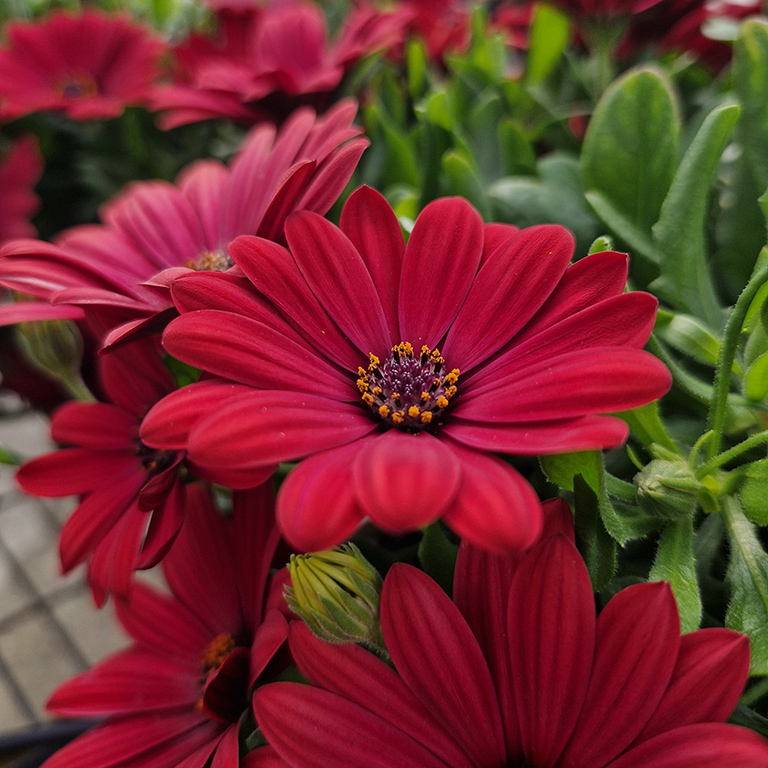 Osteospermum  SummerSmile� 'Cardinal' (P)