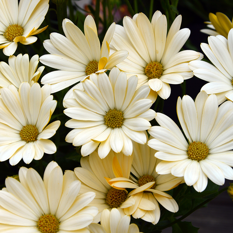 Osteospermum  SummerSmile 'Crme' (P)