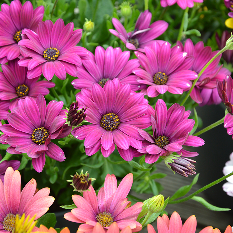 Osteospermum  SummerSmile 'Magenta' (P)